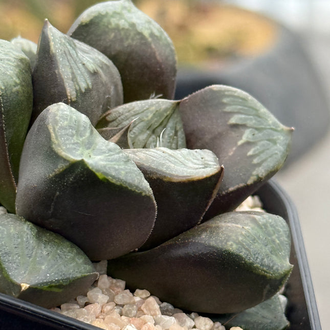 Haworthia ‘Kurohime’