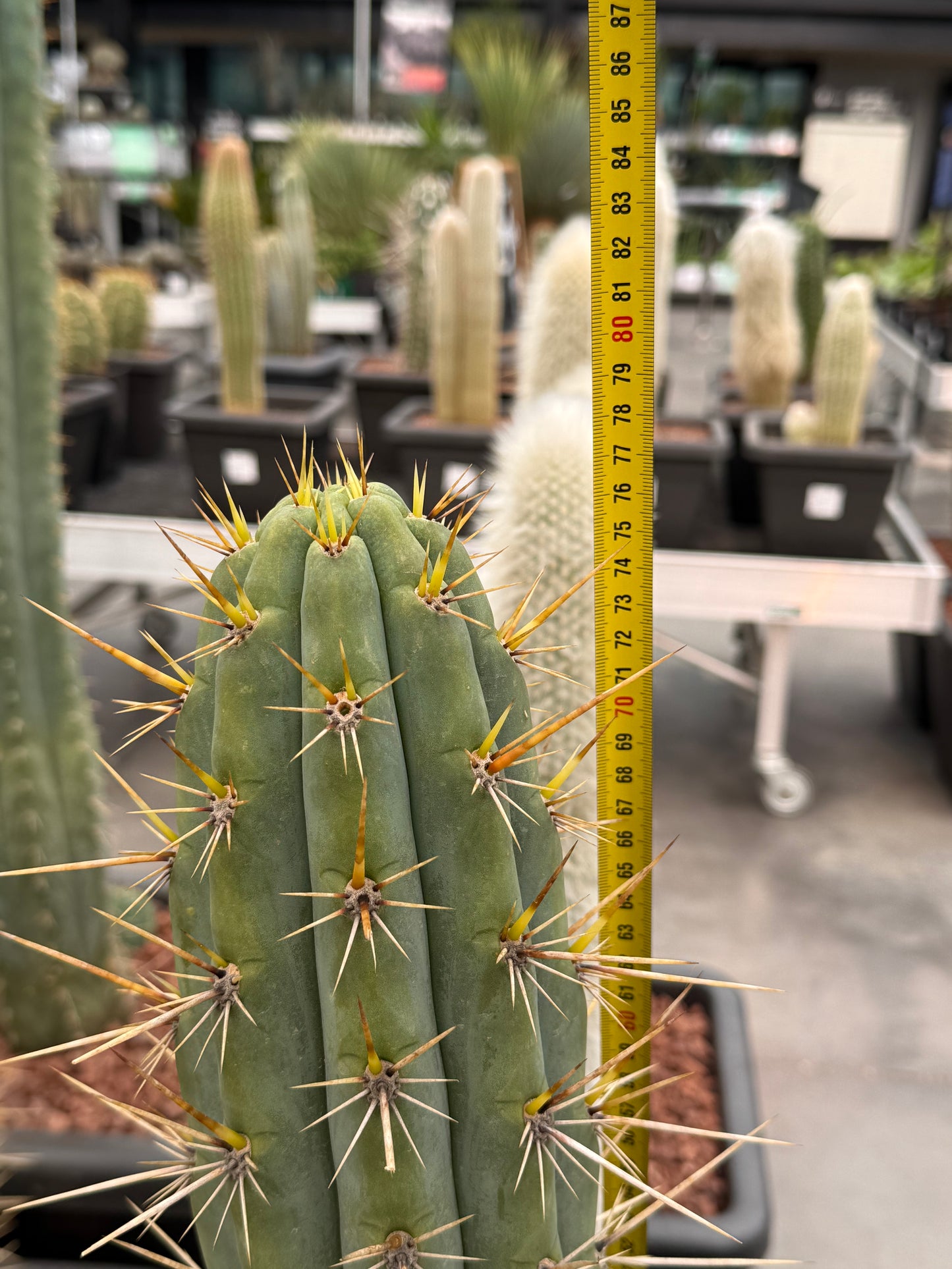 Trichocereus macrogonus subsp.
cuzcoensis