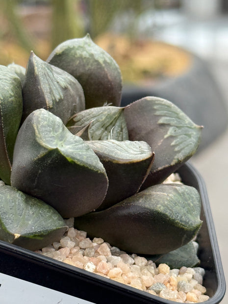 Haworthia ‘Kurohime’