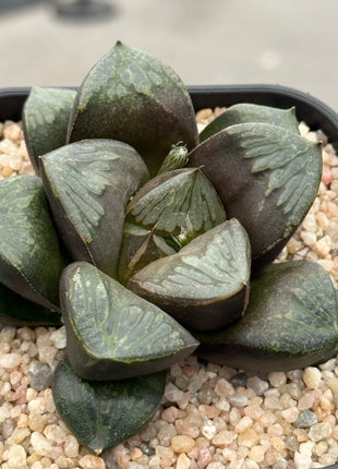 Haworthia ‘Kurohime’