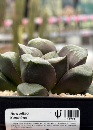 Haworthia ‘Kurohime’