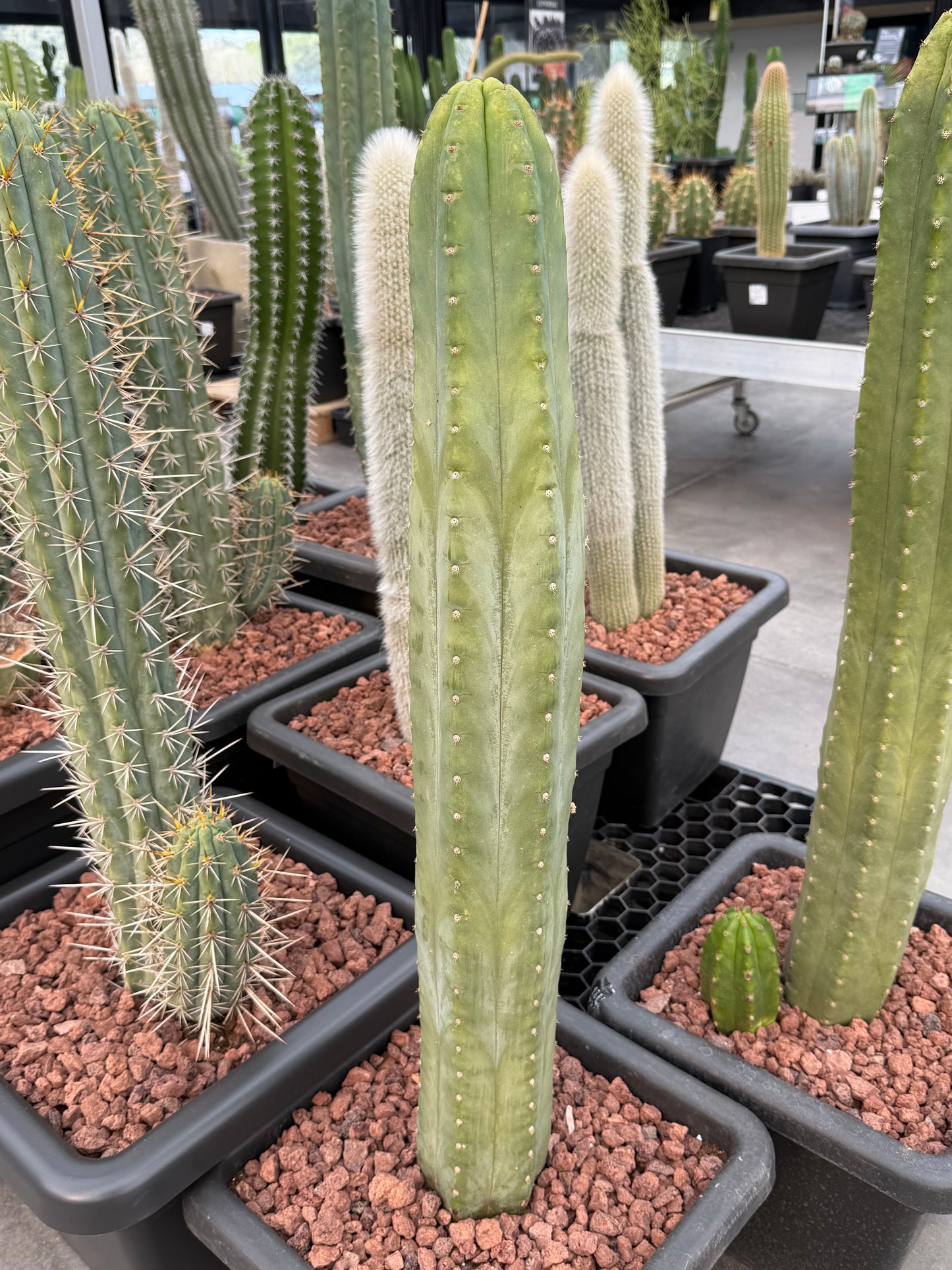 Trichocereus macrogonus subsp. pachanoi