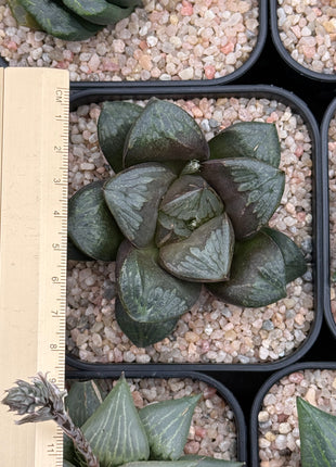Haworthia ‘Kurohime’