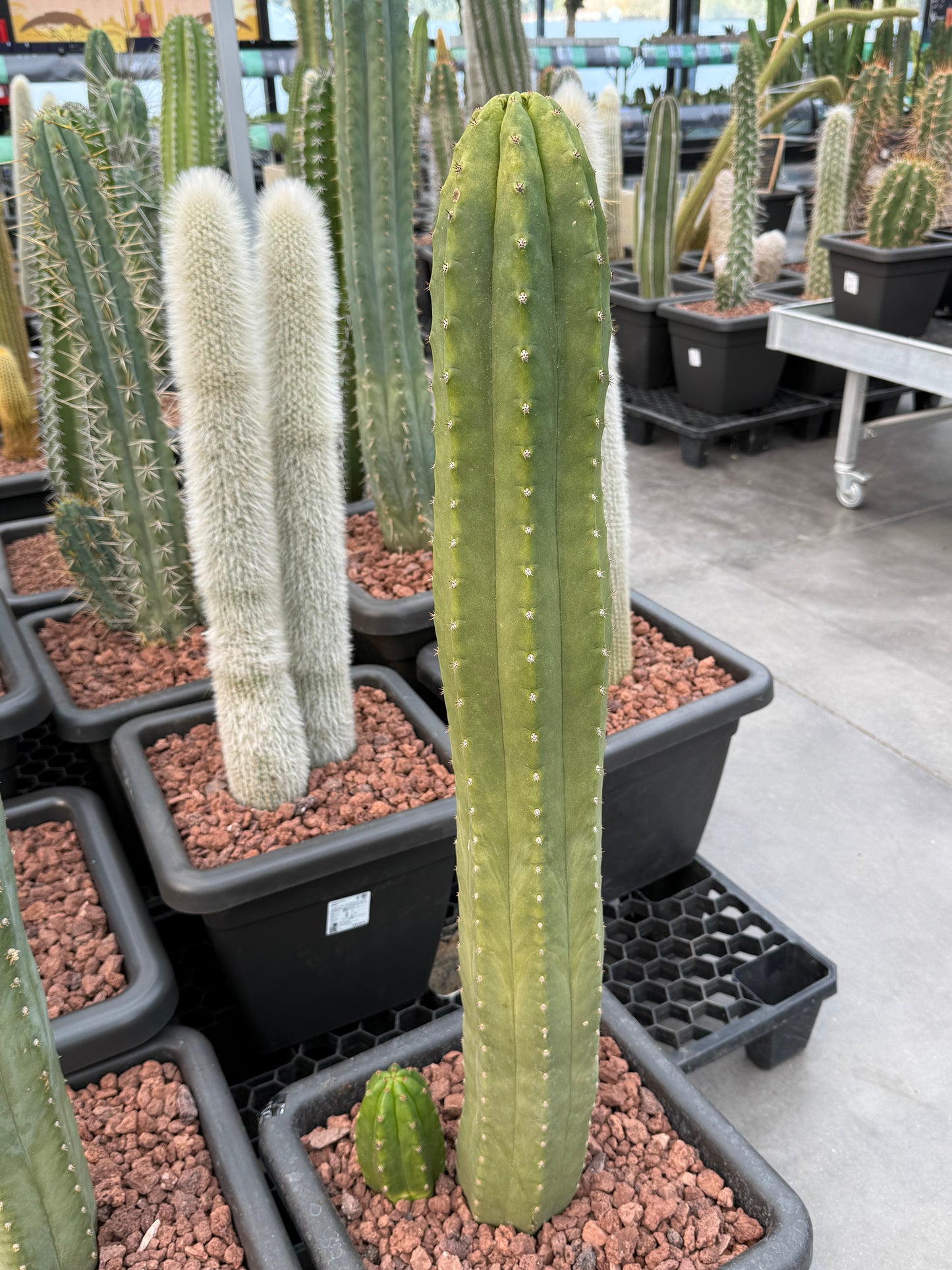 Trichocereus macrogonus subsp. pachanoi