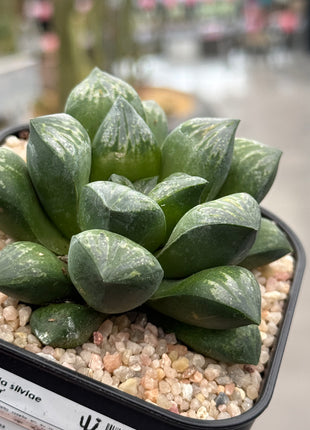 Haworthia silviae ‘Super Star’