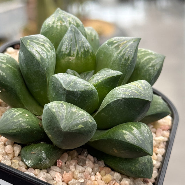 Haworthia silviae ‘Super Star’