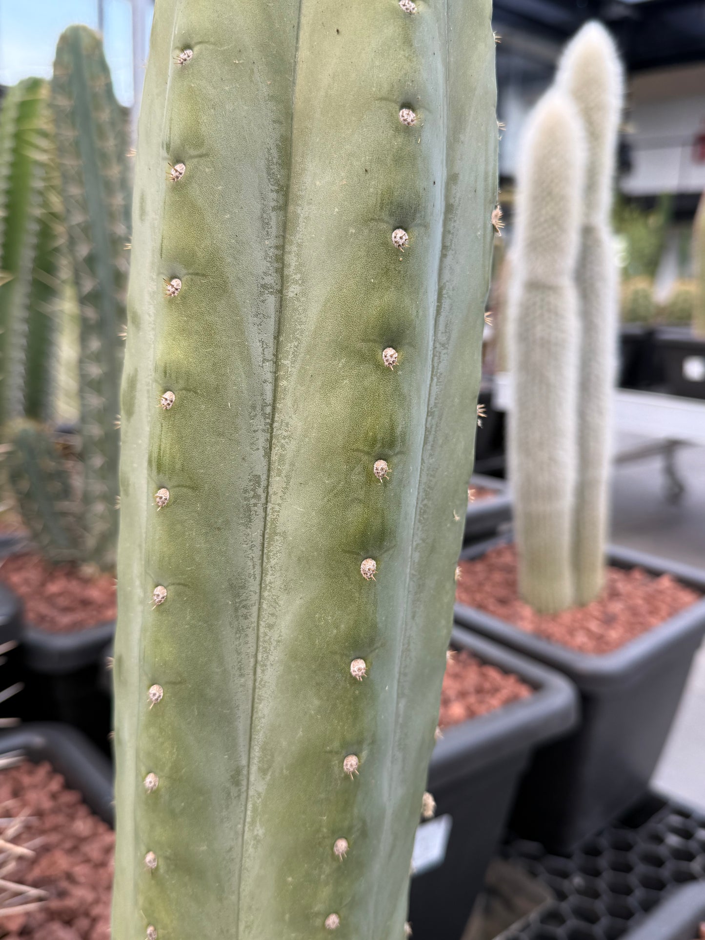 Trichocereus macrogonus subsp. pachanoi