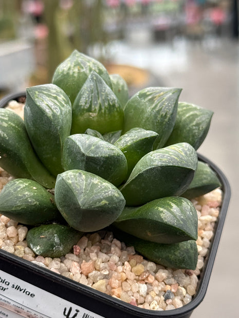 Haworthia silviae ‘Super Star’