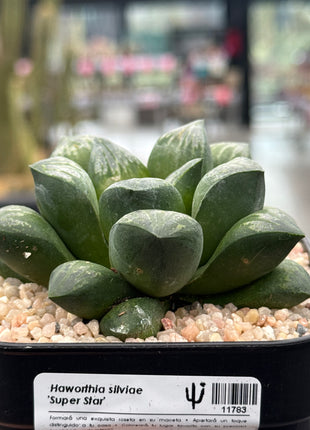 Haworthia silviae ‘Super Star’