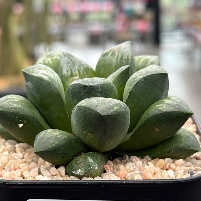 Haworthia silviae ‘Super Star’