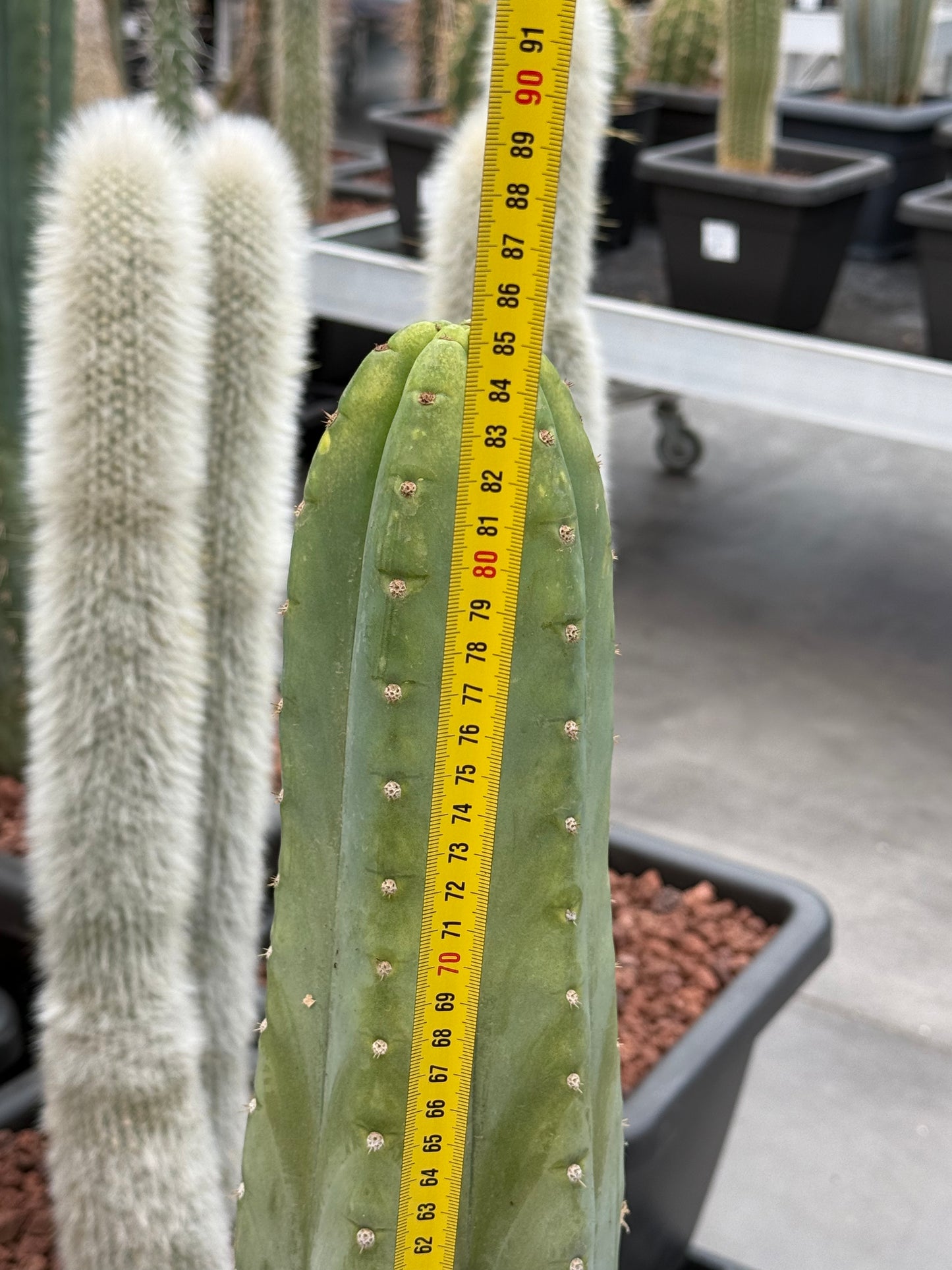 Trichocereus macrogonus subsp. pachanoi