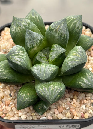 Haworthia silviae ‘Super Star’