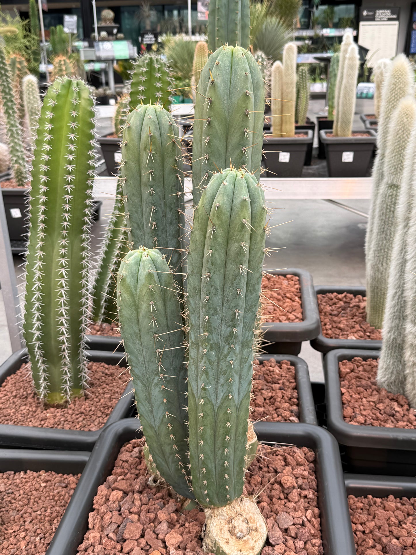 Trichocereus macrogonus subs. peruvianus