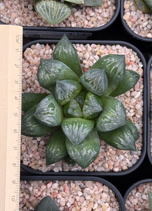 Haworthia silviae ‘Super Star’