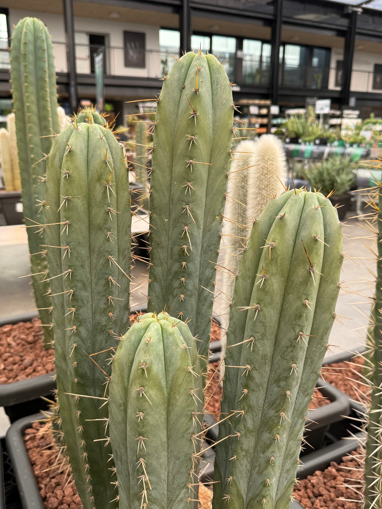 Trichocereus macrogonus subs. peruvianus