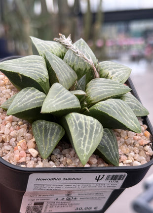 Haworthia ‘Suishou’
