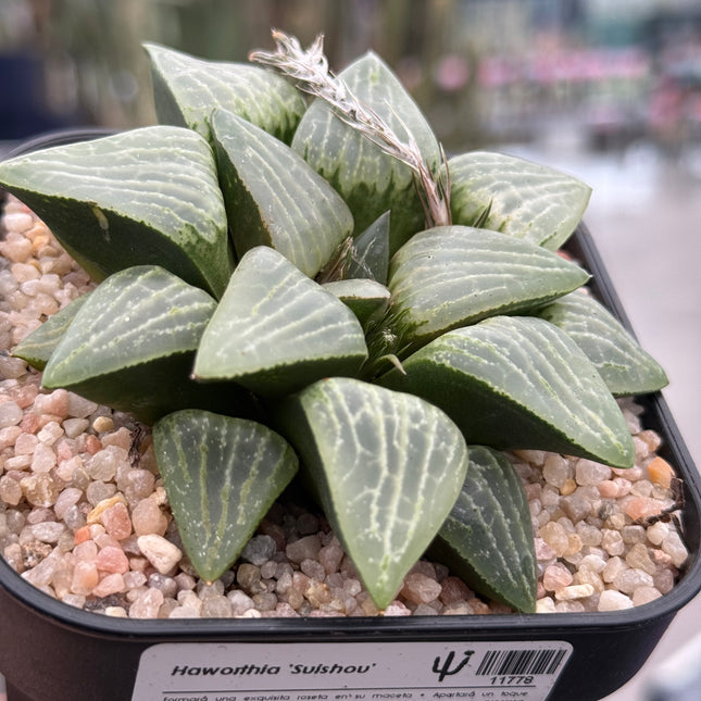 Haworthia ‘Suishou’