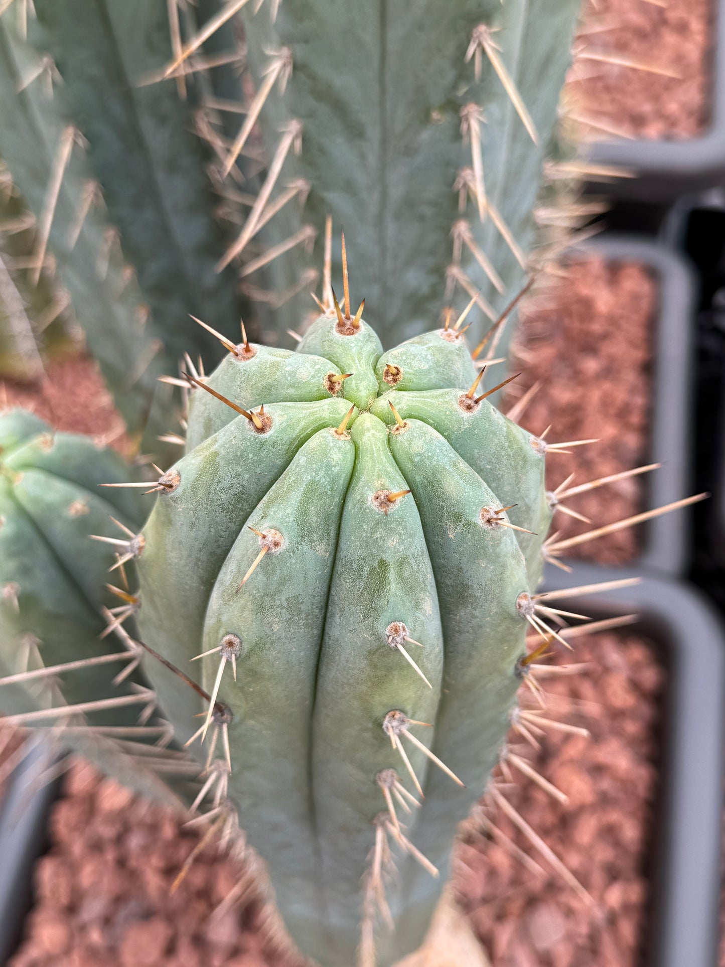 Trichocereus macrogonus subs. peruvianus