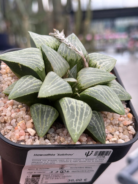 Haworthia ‘Suishou’