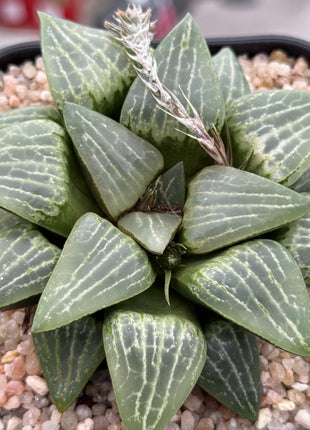 Haworthia ‘Suishou’