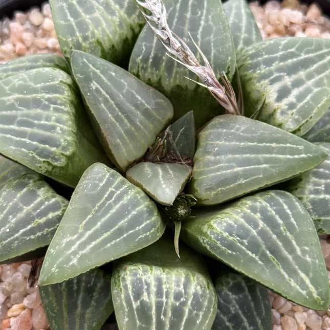 Haworthia ‘Suishou’