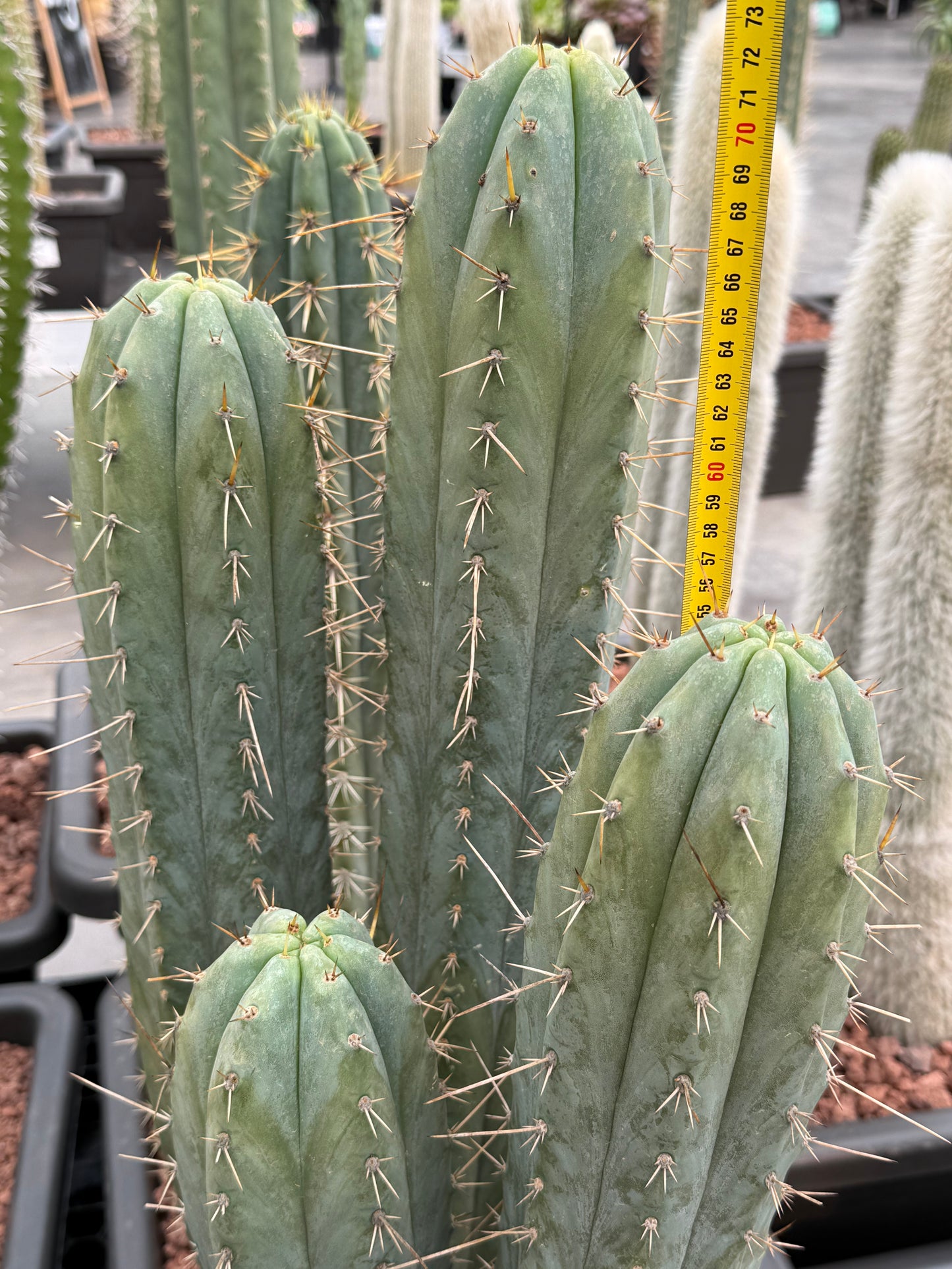 Trichocereus macrogonus subs. peruvianus