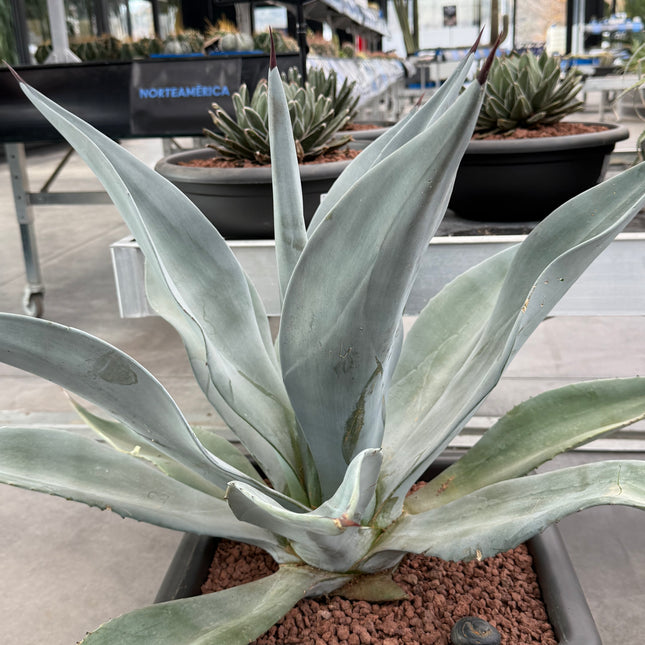 Agave weberi