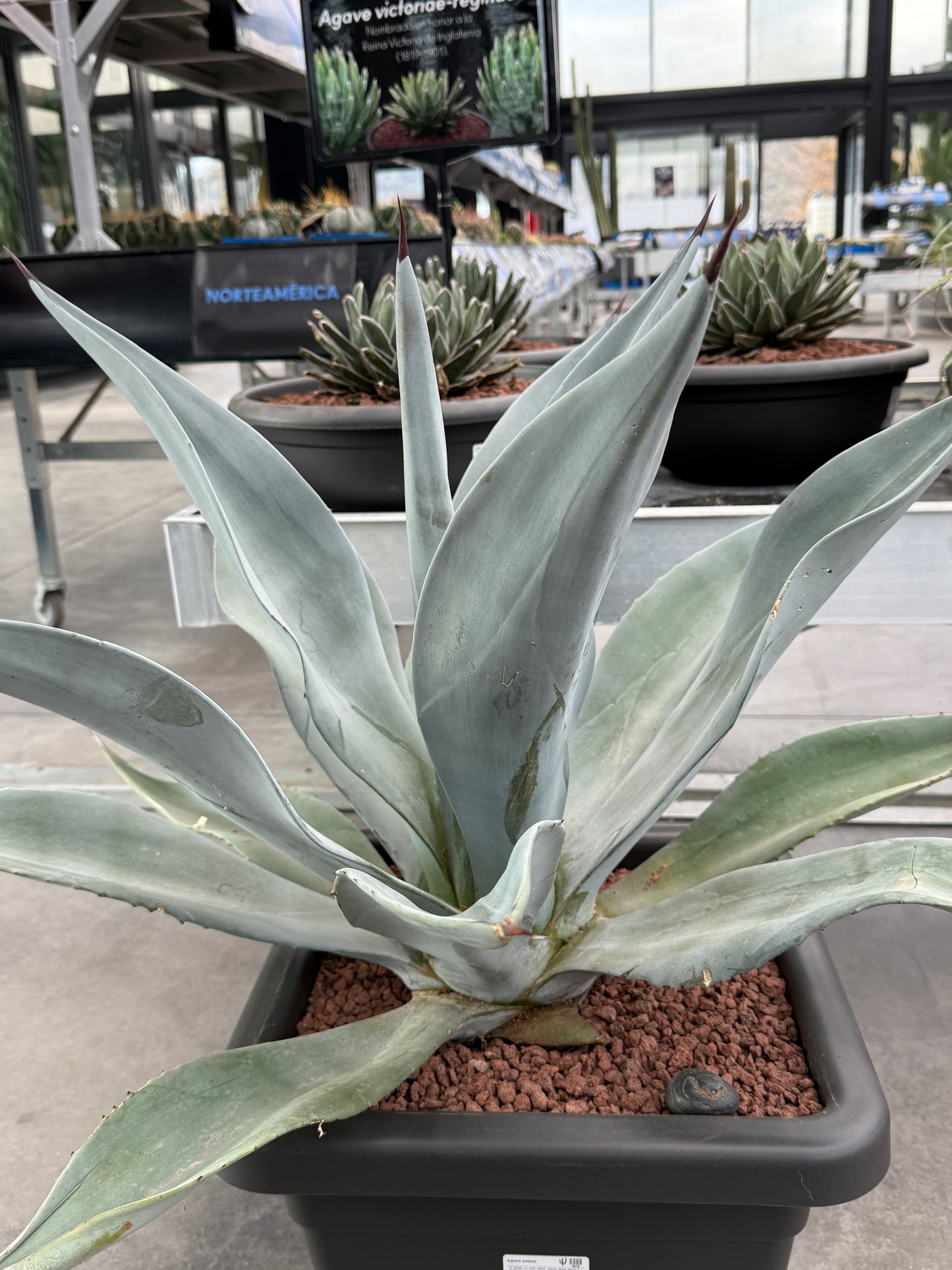 Agave weberi 'M' and 'Tarrina'