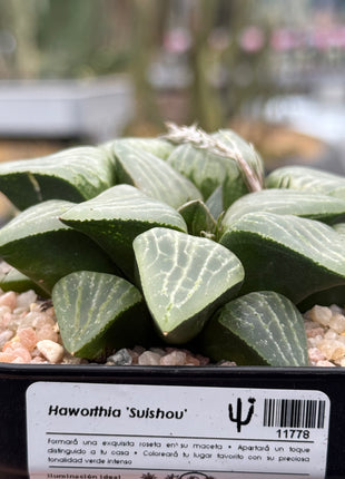 Haworthia ‘Suishou’