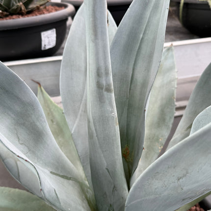 Agave weberi 'M' and 'Tarrina'