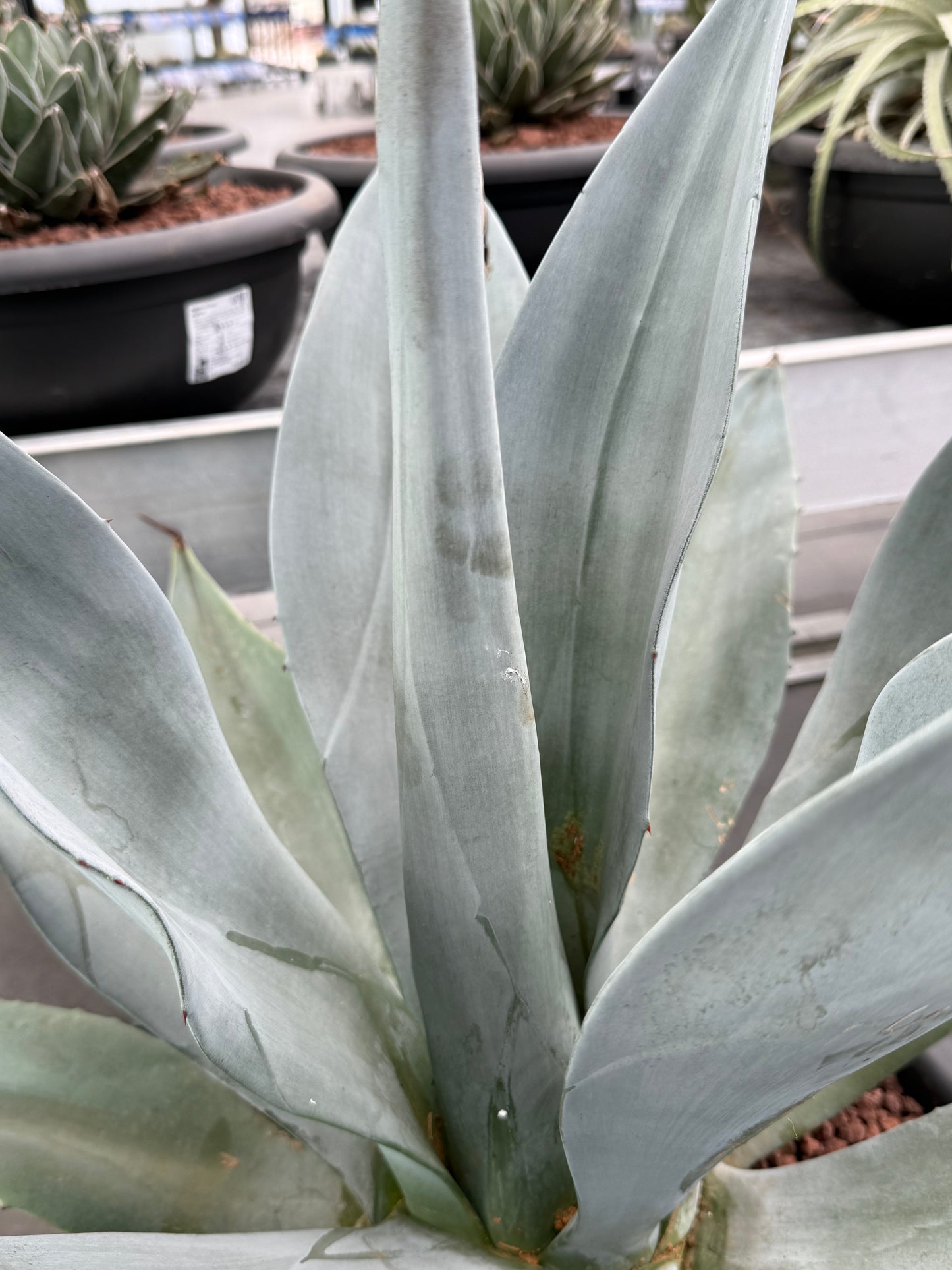 Agave weberi 'M' and 'Tarrina'