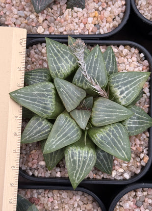 Haworthia ‘Suishou’