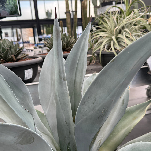 Agave weberi