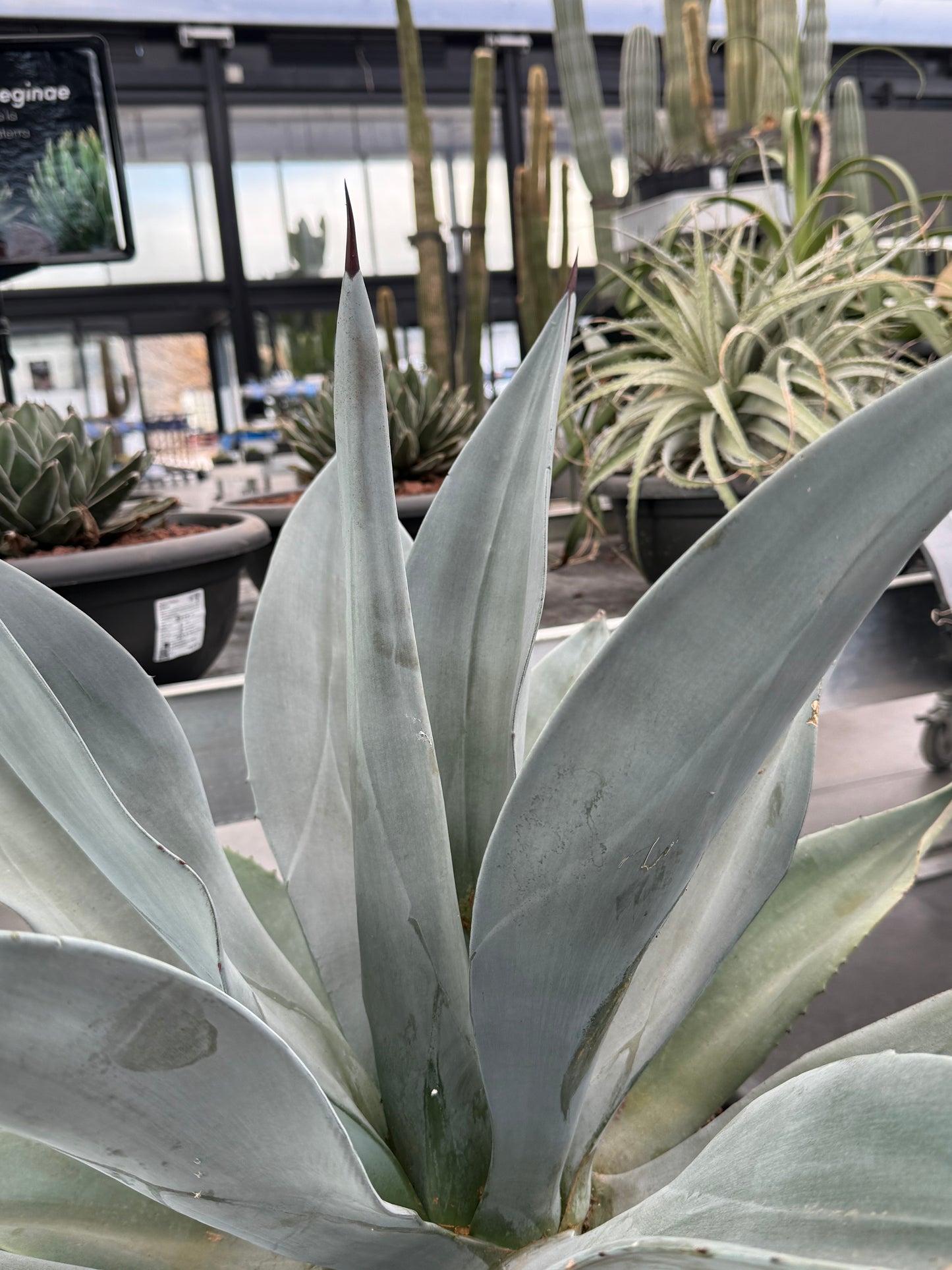 Agave weberi 'M' and 'Tarrina'