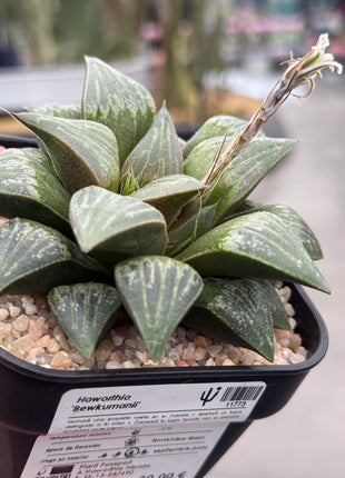Haworthia ‘Bewkumanii’