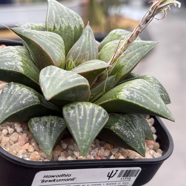 Haworthia ‘Bewkumanii’