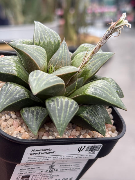 Haworthia ‘Bewkumanii’