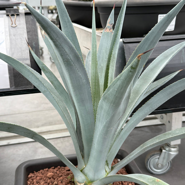 Agave winteriana