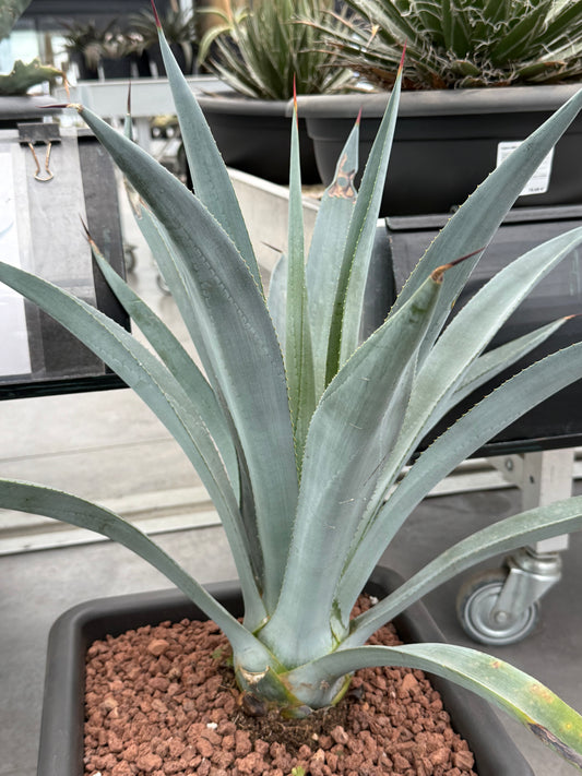 Agave winteriana