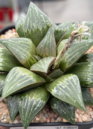 Haworthia ‘Bewkumanii’