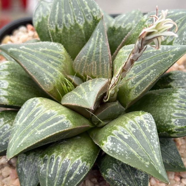 Haworthia ‘Bewkumanii’