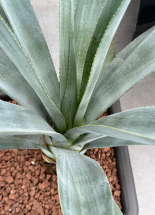 Agave winteriana