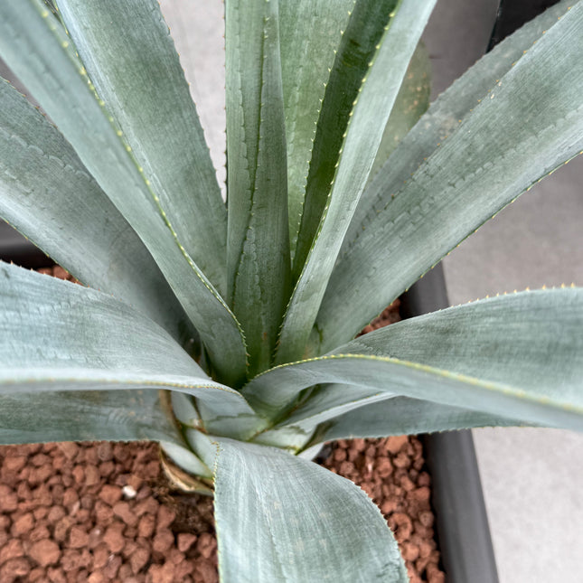 Agave winteriana