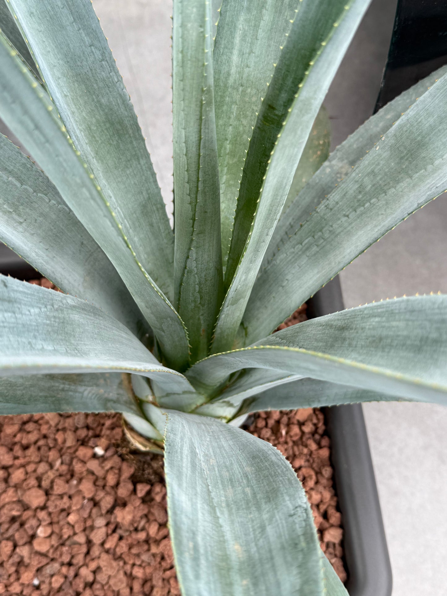 Agave winteriana