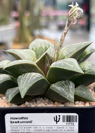Haworthia ‘Bewkumanii’