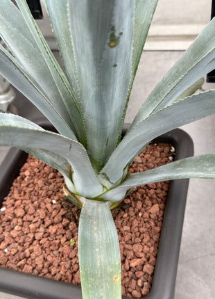 Agave winteriana