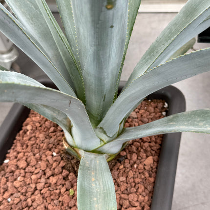 Agave winteriana