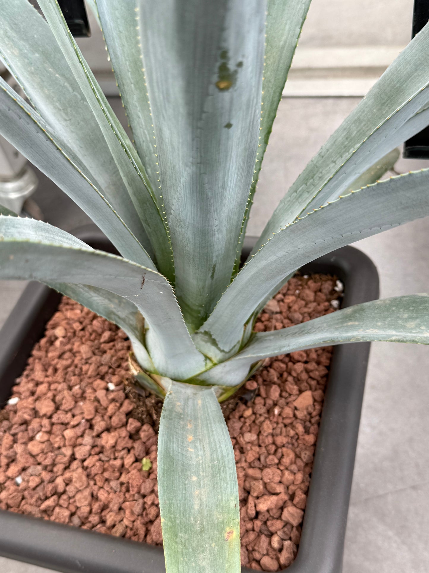 Agave winteriana