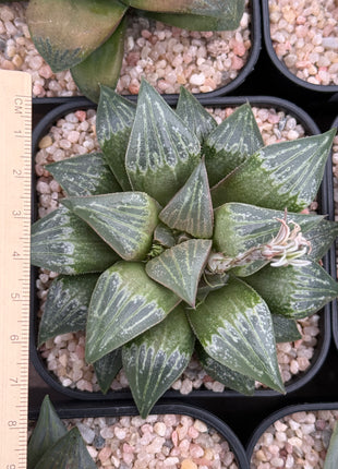 Haworthia ‘Bewkumanii’