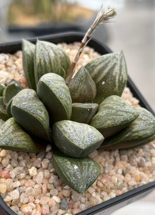 Haworthia ‘AR-1 Comman’